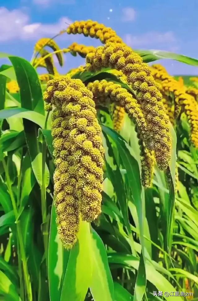 田园风光