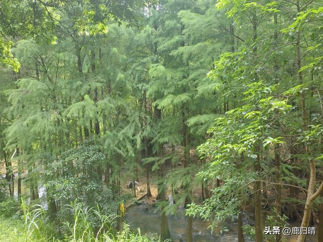 深圳马峦山看瀑布攻略（夏天避暑必去榜）