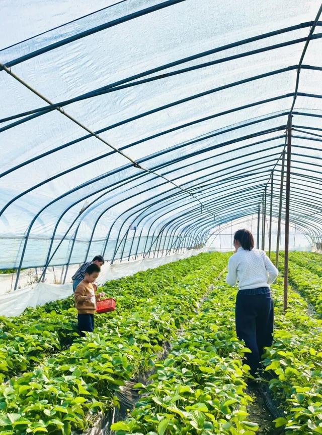 周末去哪？在安陆，实现“草莓自由”！