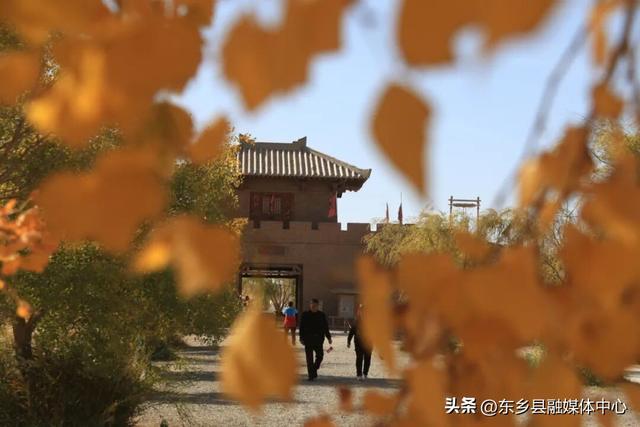 胡杨：边塞秋景里的绚烂