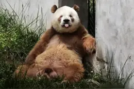盘点大熊猫界的搞笑担当，你觉得哪个小可爱是喜剧之王?图片