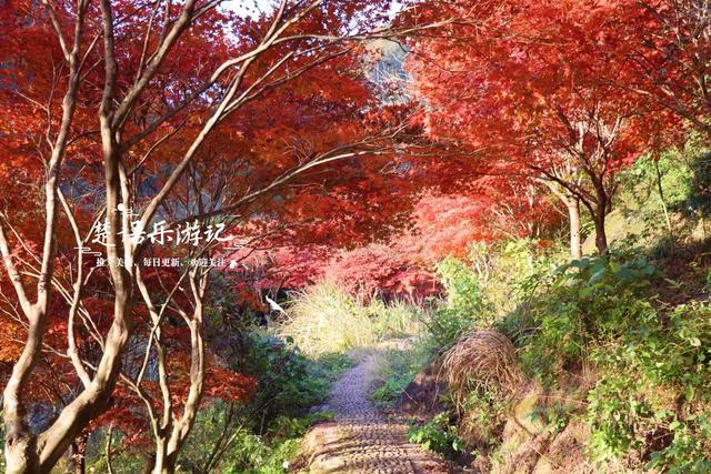 真是绝美！宁波这条山涧古道沿途尽是红枫，与古寺相映堪比诗画