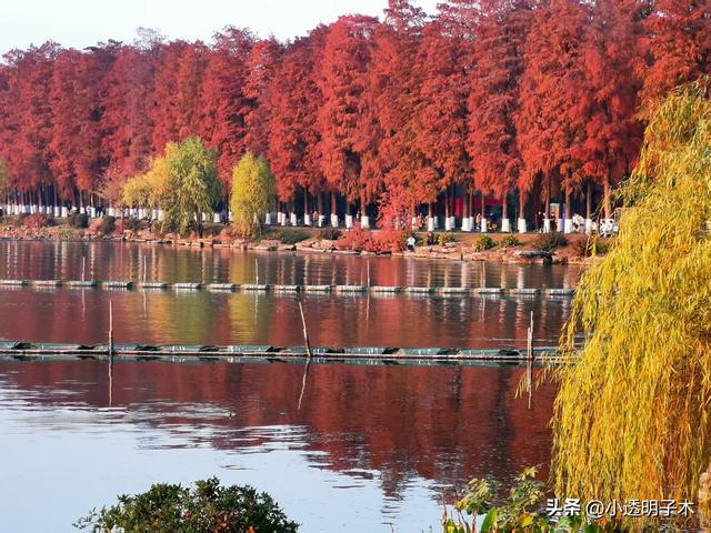 住家保姆郝阿姨眼中的江城（二）