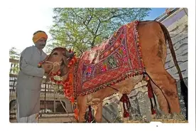 印度奇葩男人，抛妻弃子和牛结婚，每日早餐吃牛粪图片