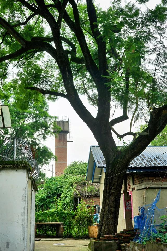 成都：打白酒下馆子，逛简阳石桥百年老街