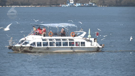 跟着滇超游昆明 | “鸥”然心动！打卡日记已备好，观鸥季精彩继续~