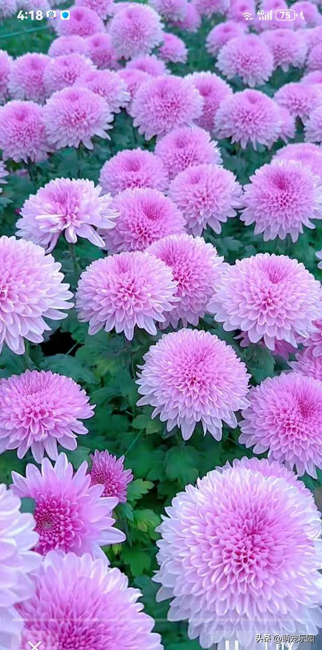 指尖轻触定格美好，民俗风情与生活交织，让冰冷屏幕拥有温度