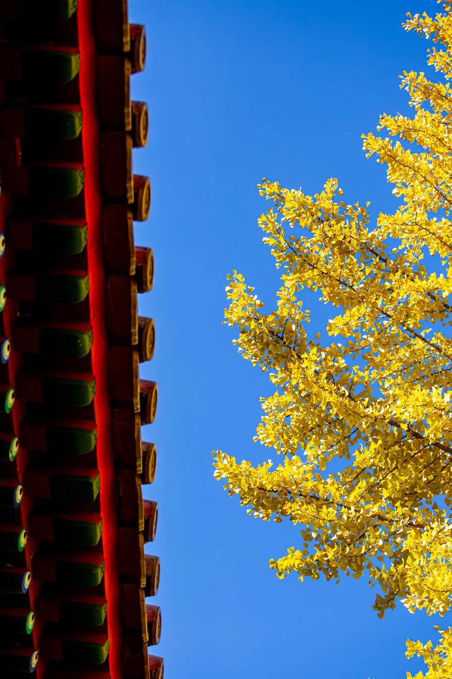 中山公园赏银杏