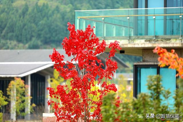 美美哒！来仪陇，邂逅四川张思德干部学院的初冬浪漫！