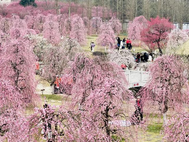 都江堰5条康养主题线路 开启你的身心疗愈之旅