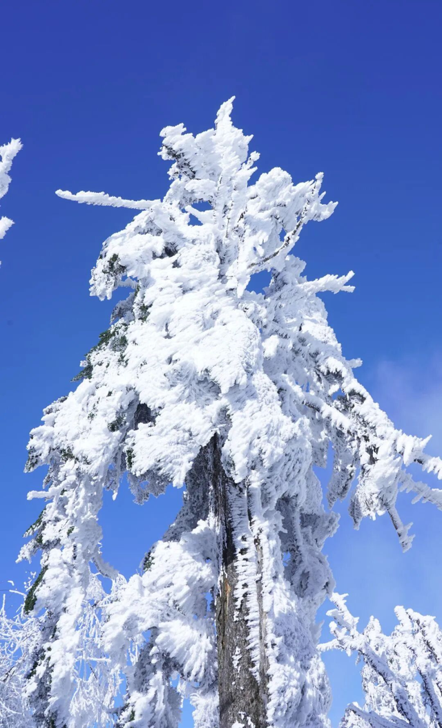 【雪景预告】看雪不必出远门！雅安的冬天超超超美！