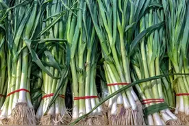 12个生活小妙招，冬葱这样存放，半年依旧新鲜，不干瘪不腐烂图片