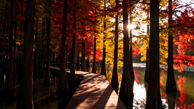 霜染庐州冬韵起，山湖叠翠入诗行 —— 安徽合肥初冬漫游记