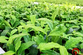 日照绿茶品牌价值突破60亿元 山东首部“茶”法规今年4月1日起施行图片