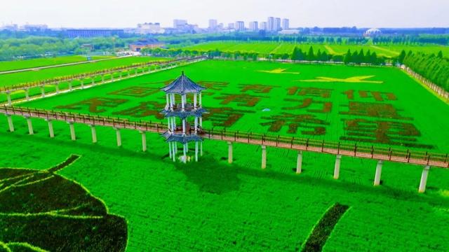 以大地为幕，以彩稻为笔，鱼台县用稻浪书写田园诗篇