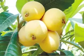 白沙VS红沙！专家测评中国枇杷Top5，第3种让老饕直呼‘封神’！图片