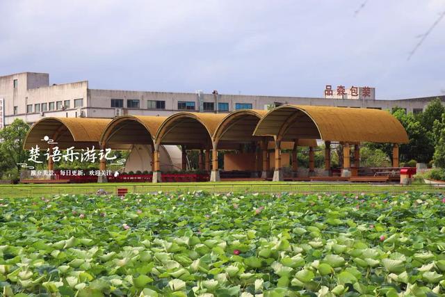 浙江宁波小浃江畔的乡村，百亩荷塘成为热门风景，被誉为田园牧歌