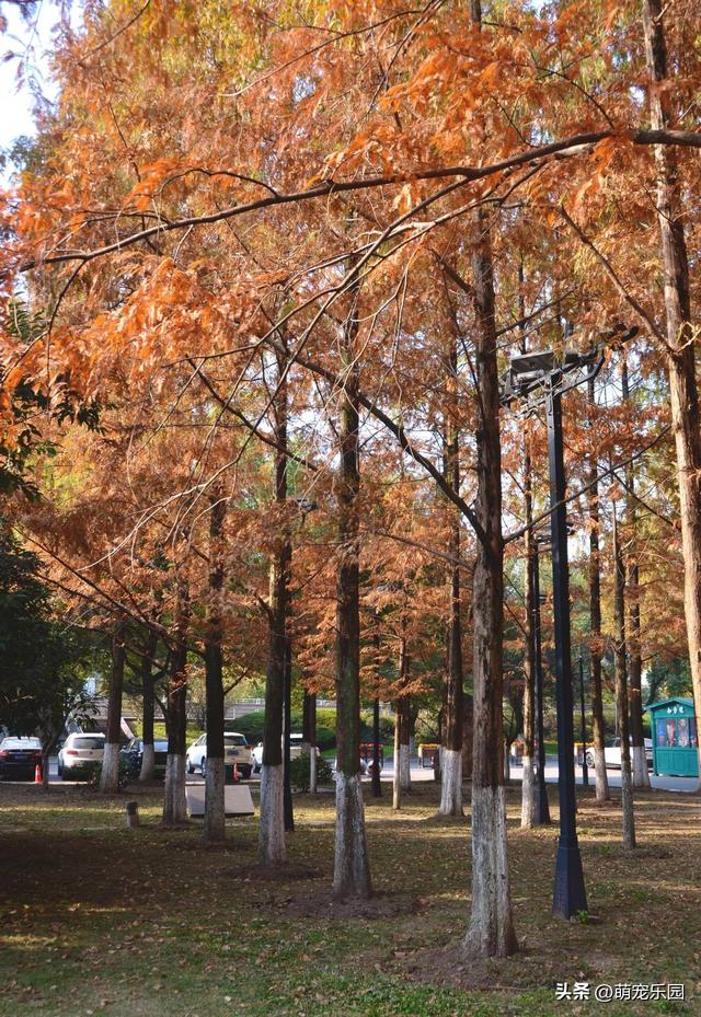 汉口江边池杉换装了，秋日暖橘色叶片，随手一拍都是绝美画面