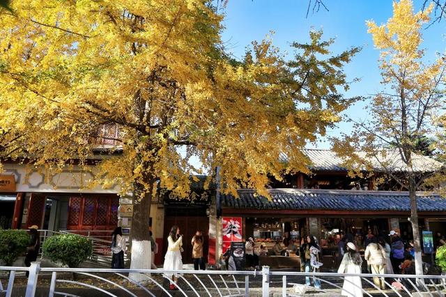 大理“金色童话”背后藏“秘密”