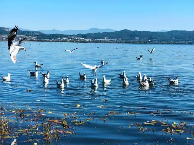海鸥来了!丽江拉市海藏着冬天最治愈的邂逅
