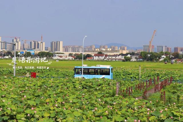 浙江宁波的网红赏荷地又火了，红荷花多不胜数，确实是休闲好去处