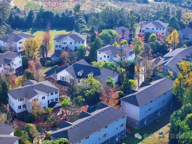 “杉杉”来了！崇州免门票小众宝藏秘境