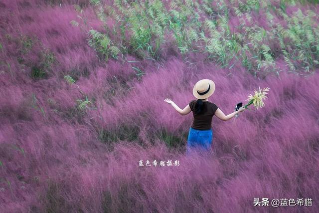 和秋日粉黛草合影，不露脸的照片，也可以很唯美，很浪漫
