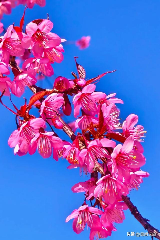 美炸！美炸！全国裹貂我赏樱！昆明最全冬樱赏花攻略来了，周末快冲~