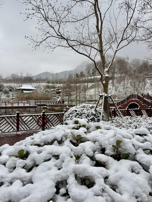 瑞雪飘然而至中国海滨城市青岛