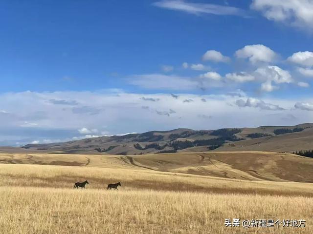 一文讲清，伊犁8个草原现在景色怎么样？