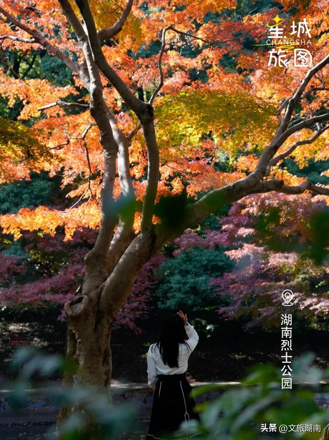 限时绝美！长沙初冬“顶流”上线