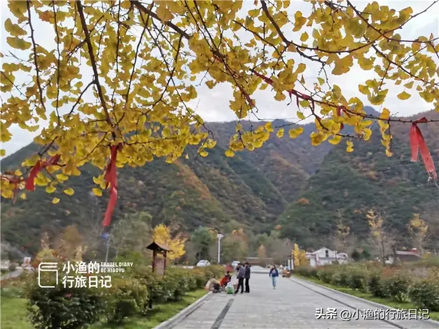 陕西古树，真的“封神”了！第二弹：秋天必看系列，最意外是它？