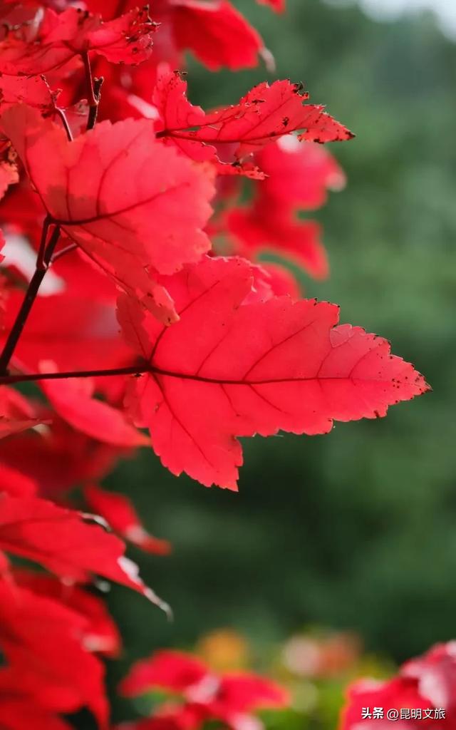 昆明西山绝美“枫”景上线!200亩的红叶秘境已进入最佳观赏期