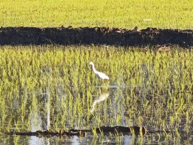 湿地、日出、星空、美食……来自这里的邀请函是否让你心动？