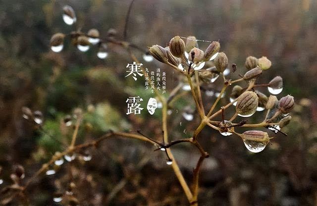 “上午寒露，大雪封门；下午寒露，单衣过冬”，今年寒露马上就到，具体是哪天？