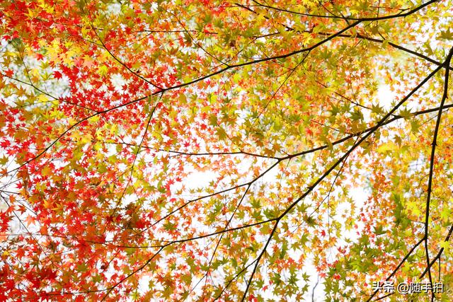 “枫”情万种，上海闵行红园枫叶色彩斑斓进入观赏季