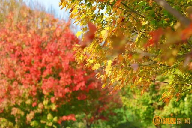 来南昌，打卡秋日限定 “枫” 景！