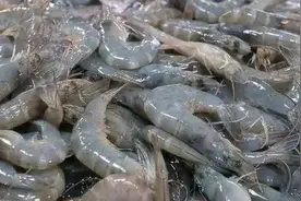 广东毒虾事件曝光！多家公司卷入！污染物具强烈肝毒性和致癌性！图片