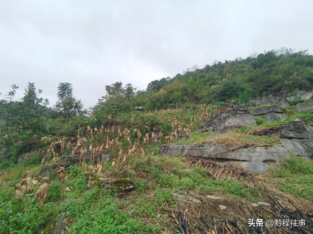 寻找一片僧人墓地，佛门高僧竟然最后落得尸骸无存