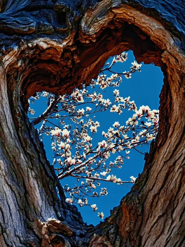 连云港春日“顶流”来啦！