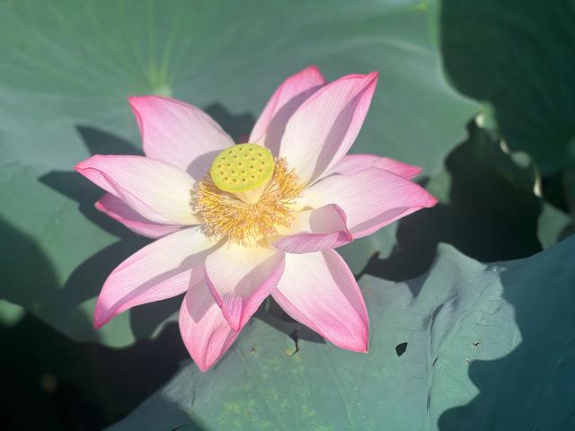 夏日西湖，8月9日。