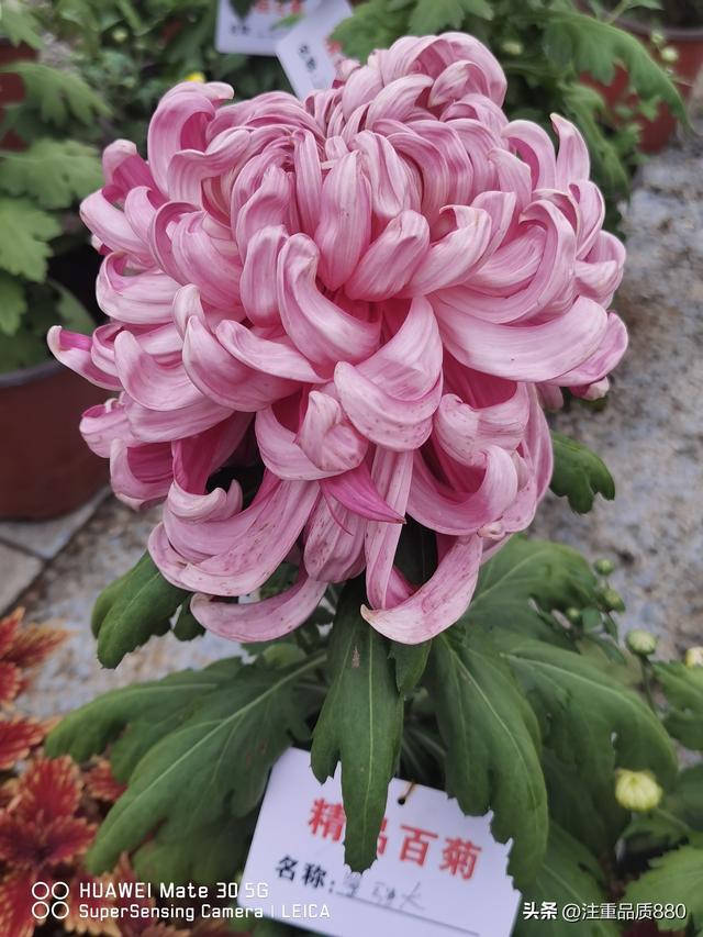 今年唐山南湖菊展从规模到品种在我印象中是多年来的第一次