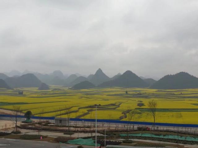 带着孙女去旅行（168）罗平油菜花海游