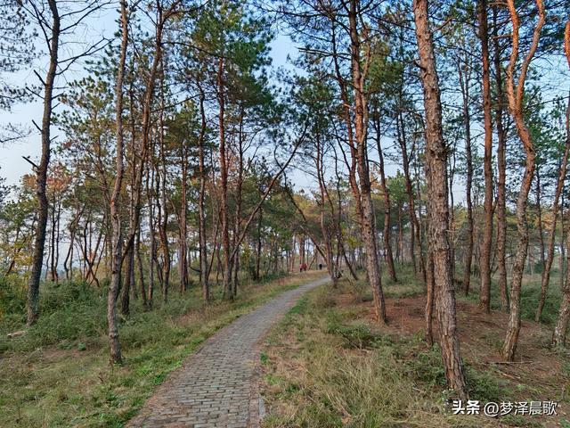 应城：有名店林场林荫步道 让你邂逅四季生态画卷