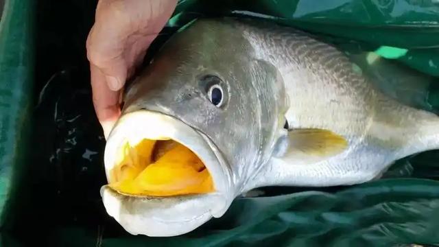 鳘鱼胶价格 2026年鳘鱼胶价格一般多少钱一斤