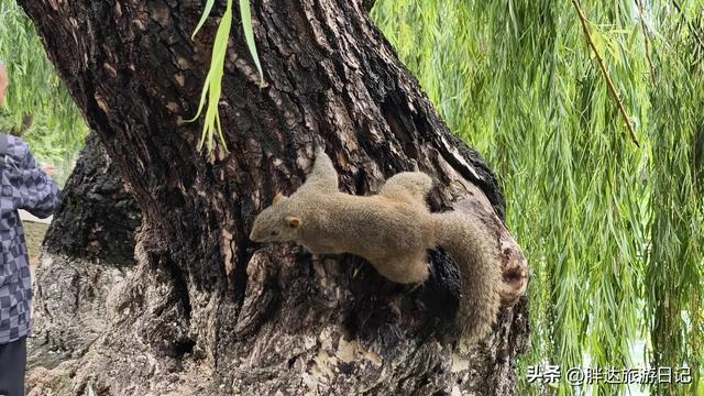 3000元玩转云南之徒步日，翠湖、陆军讲武堂、云大、世博园、老街