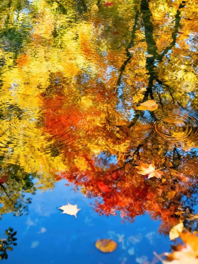 秋假免门票！抓住秋天的尾巴~来龙苍沟秋假赏秋领限定奖牌！