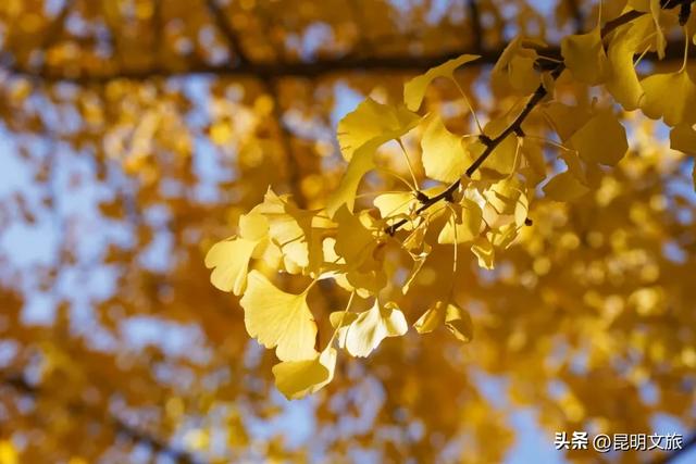 昆明冬日限定的金色浪漫，已加载完成！就藏在昆明这条街……