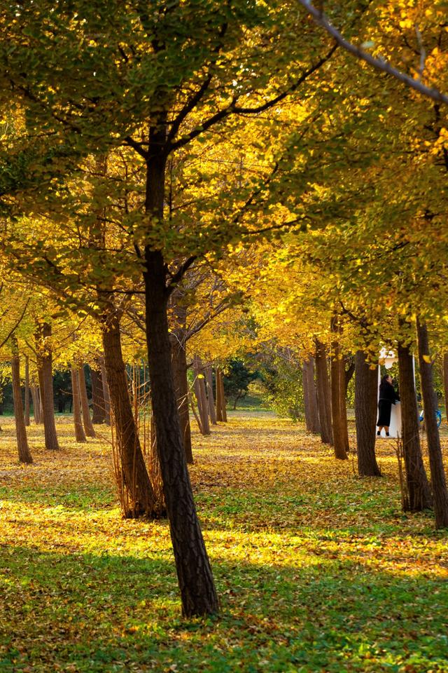 北京秋天金黄色的秘境公园，不收费的东坝郊野，已美成金色海洋