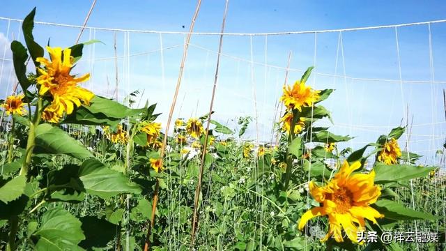 旅居祥云 | 青海湖畔40亩向日葵盛放,等你邂逅!